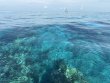 Tuesday March 25th 2025 Tropical Legend: Aquarium reef report photo 1
