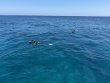 Wednesday March 26th 2025 Tropical Legend: Nine Channel reef report photo 2