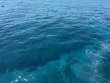 Wednesday March 26th 2025 Tropical Legend: Nine Channel reef report photo 3