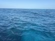 Tuesday April 1st 2025 Tropical Legend: Nine Channel reef report photo 1