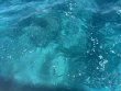 Tuesday April 1st 2025 Tropical Legend: Eagle Ray Alley reef report photo 1