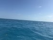 Monday April 7th 2025 Tropical Legend: CRF Nursery reef report photo 1