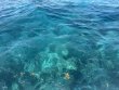 Wednesday April 23rd 2025 Tropical Legend: Christ Statue reef report photo 1