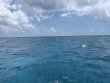 Thursday May 1st 2025 Tropical Legend: Eagle Ray Alley reef report photo 1