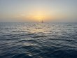 Saturday June 7th 2025 Tropical Legend: North Star reef report photo 1
