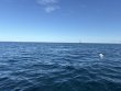 Sunday September 14th 2025 Tropical Legend: JJs Cave reef report photo 1