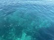 Friday September 26th 2025 Tropical Legend: Snapper Ledge reef report photo 1