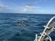 Friday October 3rd 2025 Tropical Legend: Snapper Ledge reef report photo 1