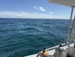 Monday October 13th 2025 Tropical Legend: Snapper Ledge reef report photo 1