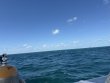 Friday October 17th 2025 Tropical Legend: Fire Coral Cave reef report photo 1