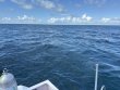 Sunday November 9th 2025 Tropical Legend: French Reef reef report photo 1