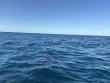 Saturday November 15th 2025 Tropical Legend: Nine Channel reef report photo 1