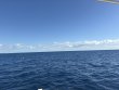 Sunday November 16th 2025 Tropical Legend: USCGC Duane reef report photo 1
