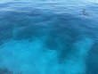 Sunday November 16th 2025 Tropical Legend: Nine Channel reef report photo 1