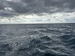 Tuesday November 18th 2025 Tropical Legend: Eagle Ray Alley reef report photo 1