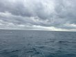 Tuesday November 18th 2025 Tropical Legend: North Star reef report photo 1