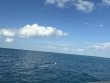 Monday November 24th 2025 Tropical Legend: Nine Channel reef report photo 1