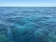 Saturday December 6th 2025 Tropical Legend: Molasses Reef reef report photo 1
