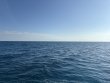 Friday December 26th 2025 Tropical Legend: Eagle Ray Alley reef report photo 1