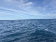 Sunday January 5th 2025 Tropical Odyssey: Spiegel Grove reef report photo 1