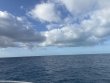 Monday January 6th 2025 Tropical Odyssey: Spiegel Grove reef report photo 1
