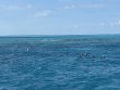 Monday January 6th 2025 Tropical Odyssey: Christ Statue reef report photo 1