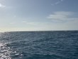 Monday January 6th 2025 Tropical Odyssey: Banana Patch reef report photo 1