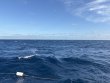 Tuesday January 7th 2025 Tropical Odyssey: USCGC Duane reef report photo 1