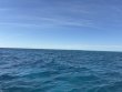 Tuesday January 7th 2025 Tropical Odyssey: Molasses Reef reef report photo 1