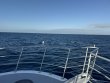 Wednesday January 8th 2025 Tropical Odyssey: USCGC Bibb reef report photo 1