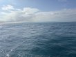 Saturday January 11th 2025 Tropical Odyssey: Christ Statue reef report photo 1