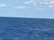 Wednesday January 15th 2025 Tropical Odyssey: Conch Wall North reef report photo 1