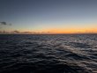 Saturday February 8th 2025 Tropical Odyssey: Benwood Wreck reef report photo 1