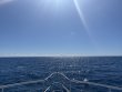 Thursday February 27th 2025 Tropical Odyssey: Spiegel Grove reef report photo 1