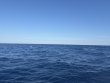 Friday February 28th 2025 Tropical Odyssey: Spiegel Grove reef report photo 1