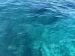 Sunday March 2nd 2025 Tropical Odyssey: Eagle Ray Alley reef report photo 1