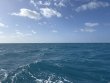 Thursday March 6th 2025 Tropical Odyssey: Spiegel Grove reef report photo 1