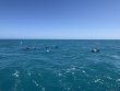 Thursday March 6th 2025 Tropical Odyssey: Benwood Wreck reef report photo 1
