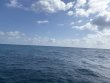 Saturday March 15th 2025 Tropical Odyssey: Benwood Wreck reef report photo 1