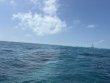 Saturday March 15th 2025 Tropical Odyssey: North Star reef report photo 1