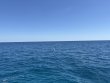 Thursday March 20th 2025 Tropical Odyssey: Benwood Wreck reef report photo 1