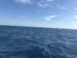 Friday March 21st 2025 Tropical Odyssey: Spiegel Grove reef report photo 1