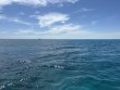 Friday March 21st 2025 Tropical Odyssey: Mikes Wreck reef report photo 1