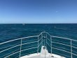 Thursday March 27th 2025 Tropical Odyssey: JJs Cave reef report photo 1