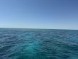 Saturday April 12th 2025 Tropical Odyssey: Christ Statue reef report photo 1