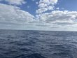 Monday April 14th 2025 Tropical Odyssey: Spiegel Grove reef report photo 1