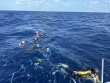 Thursday April 24th 2025 Tropical Odyssey: USCGC Duane reef report photo 1