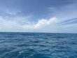 Saturday May 3rd 2025 Tropical Odyssey: Benwood Wreck reef report photo 1