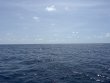 Saturday May 17th 2025 Tropical Odyssey: Spiegel Grove reef report photo 1