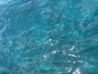 Saturday May 17th 2025 Tropical Odyssey: City of Washington reef report photo 1